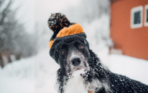 Read more about the article Winter Care Tips for Pets