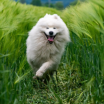 Why Dogs Eat Grass: Should you stop him?