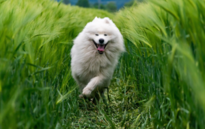 Read more about the article Why Dogs Eat Grass: Should you stop him?