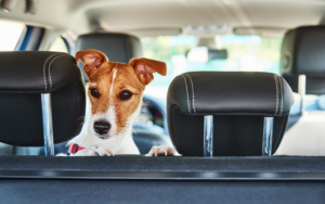 Read more about the article You Need To Choose The Right Dog Back Seat Cover