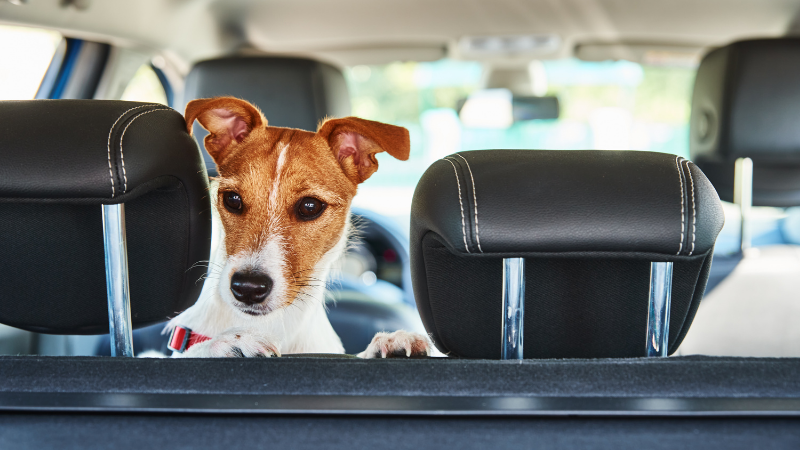 A dog sitting in the seat cover