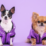 Dog Jackets 2025: When Do My Furry Friend REALLY Need One? Essential Guidelines for Pet Owners