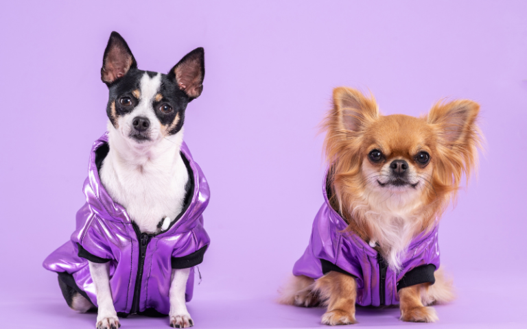 Two dogs dressing next to each other