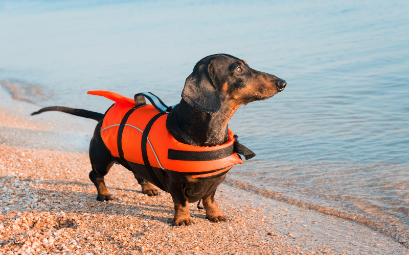 Dog standing next to the beach