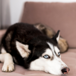 Why My Dog Is Afraid of Other Dogs? Understanding the Causes and Solutions