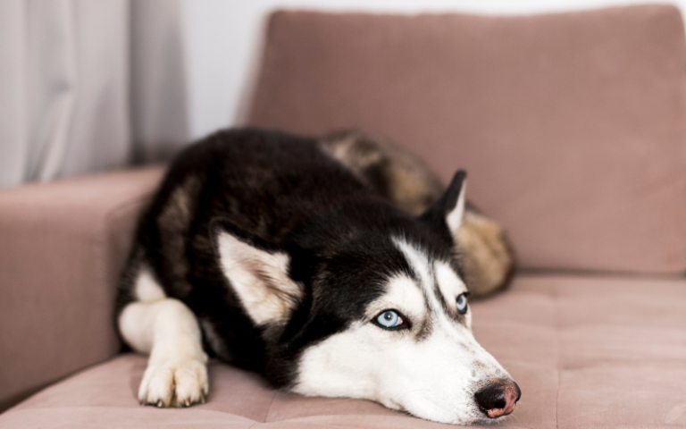 Dog Is Afraid of Other Dogs