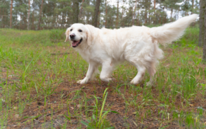 Read more about the article Why Is My Dog Limping? Real Reasons