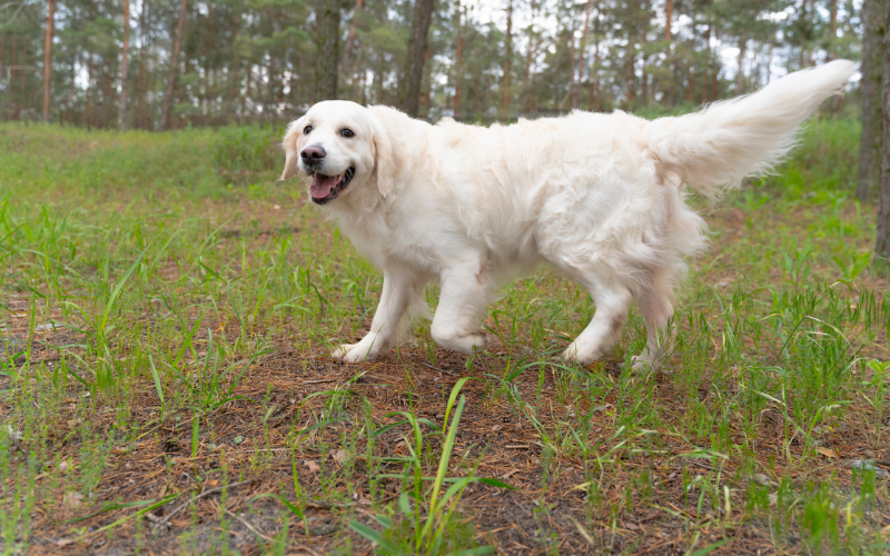 You are currently viewing Why Is My Dog Limping? Real Reasons